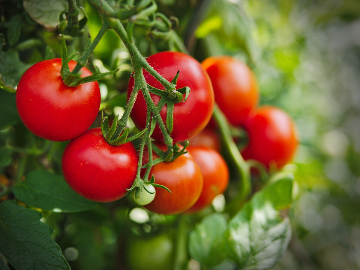 viele rote tomaten an tomatenpflanze