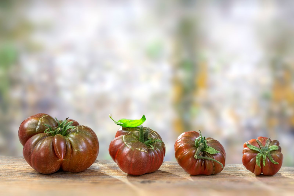 vier wachsende tomaten in verschiedenen farben die schwarz und rot werden