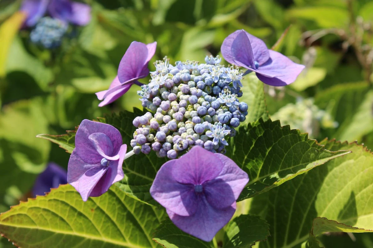 violette blueten hortensien