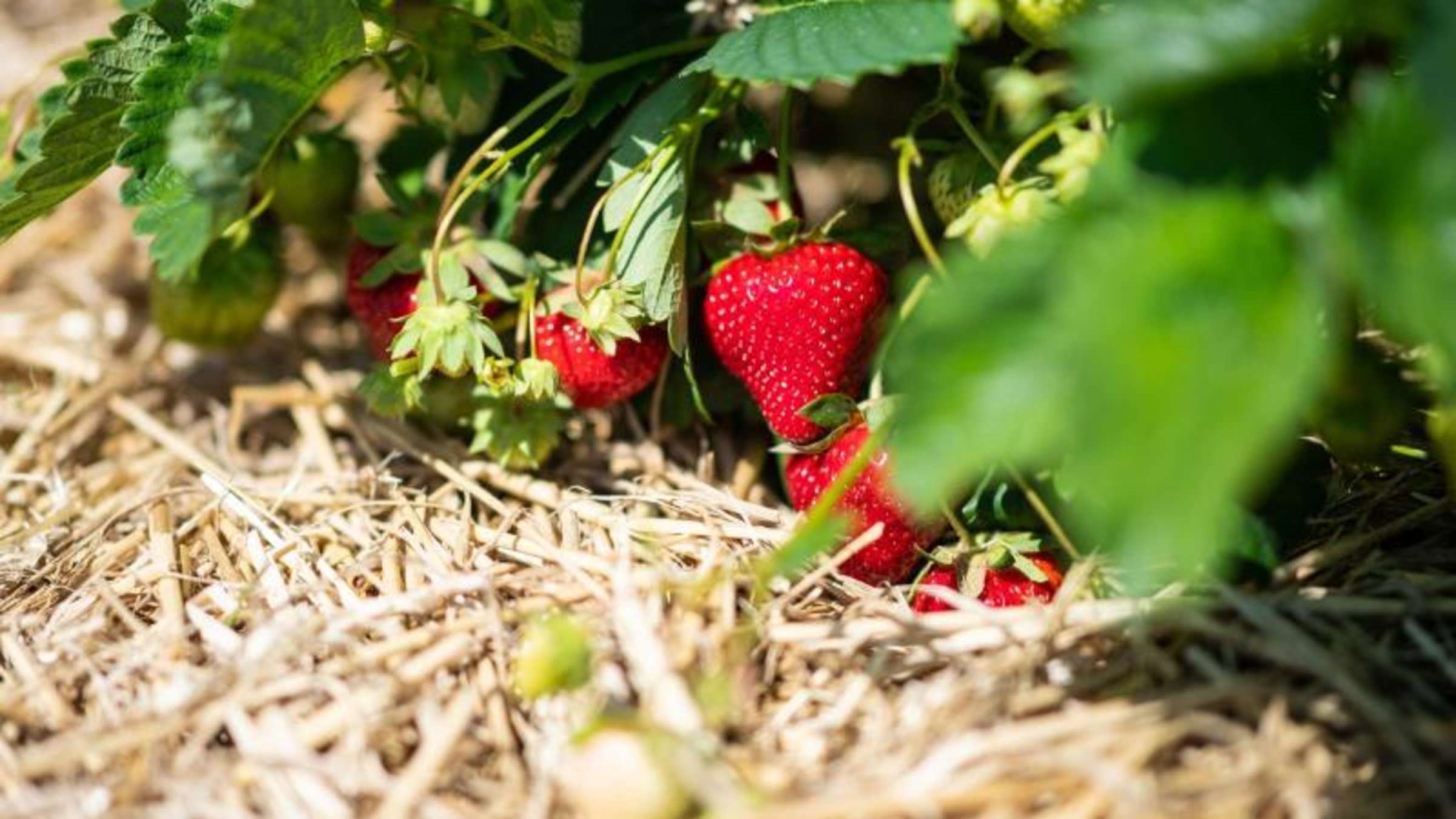 vögel von erdbeeren fernhalten erdbeeren mit stroh bedecken wie lange erdbeeren abdecken reife erdbeeren von nah boden mit stroh