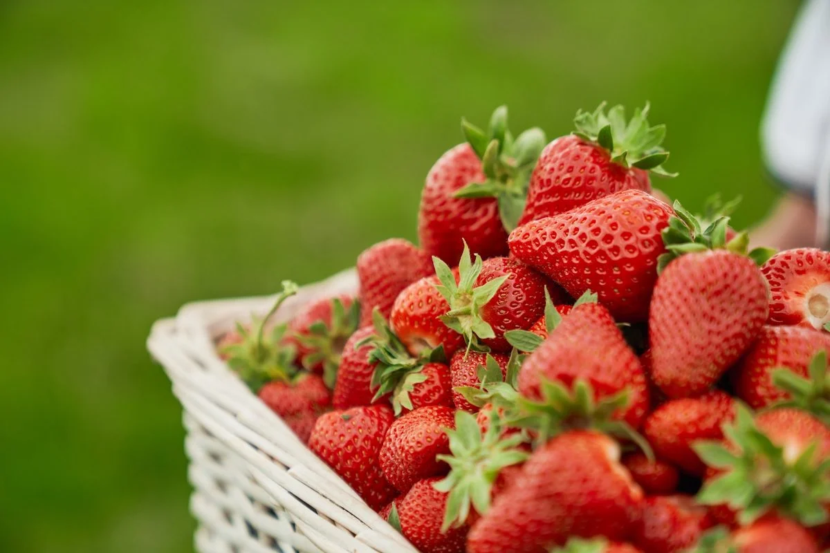 wann kann man erdbeeren ernten