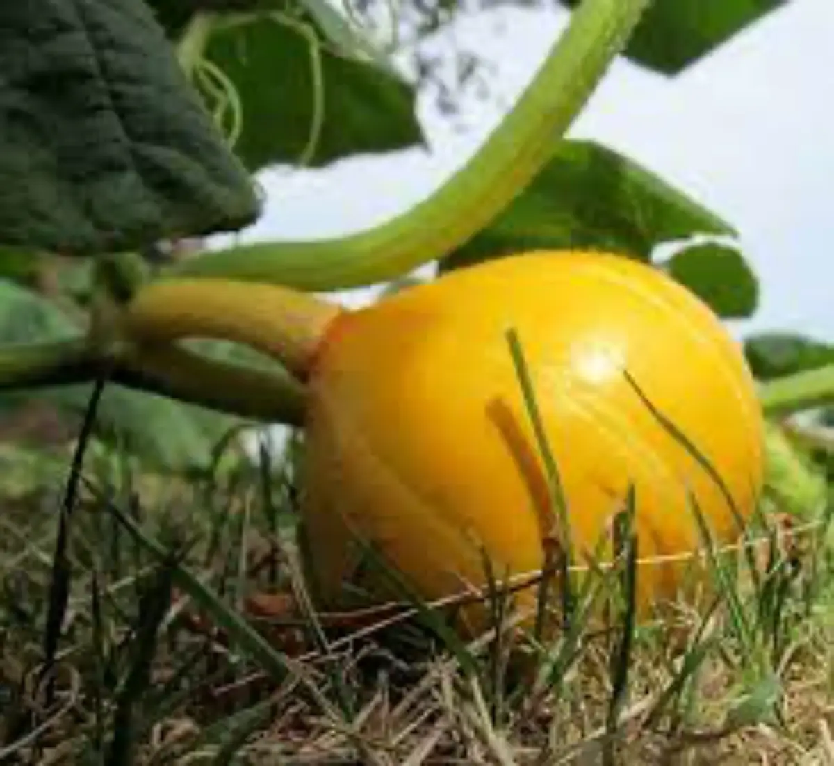 wann sind runde gelbe zucchini reif gelbe zucchini rund auf pflanz bereit zu ernten