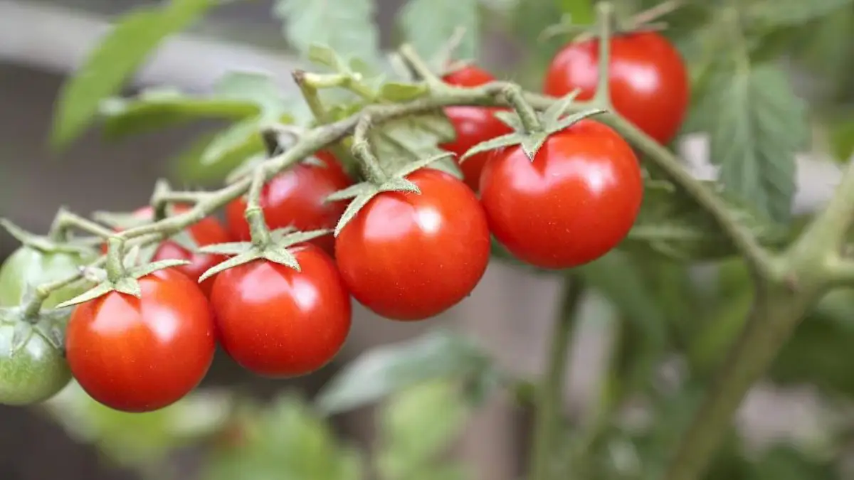 wann tomaten das erste mal pikieren reife tomaten 9im garten