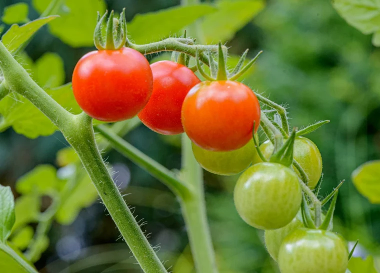wann tomaten draussen pflanzen gemuese anbauen