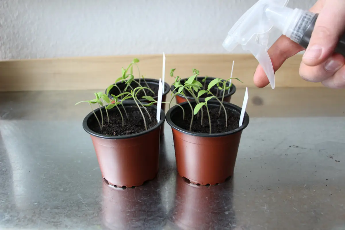 wann tomaten pikieren tomaten ziehen ab wann vier kleine toepchen mit tomaten mit wasser spruehen