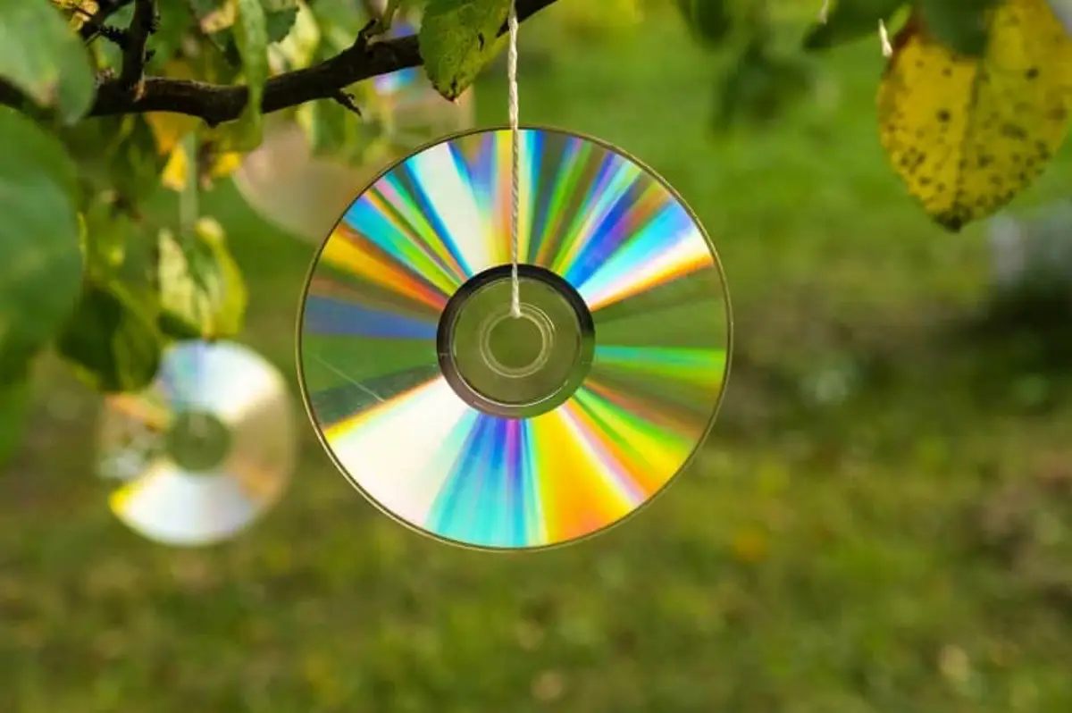 warum so viele stare im garten was moegen stare nicht alte cds als reflektion zum stare vertreiben auf kirschenbaum