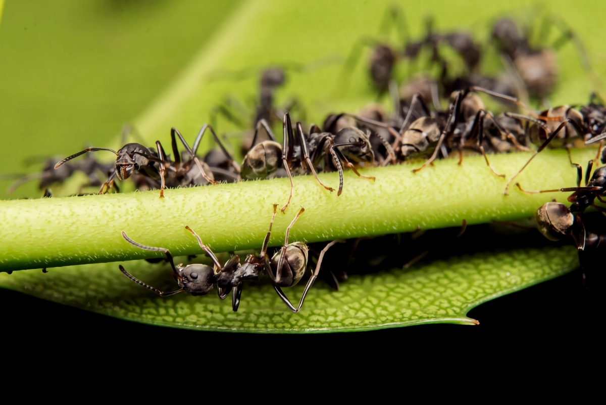was hilft gegen ameisen im gemuesebeet ameisenkolonie