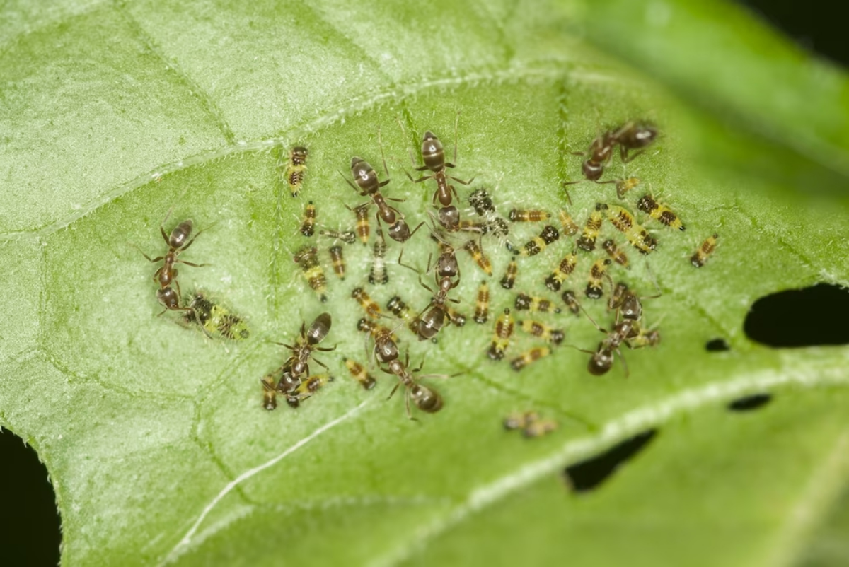 was hilft gegen ameisen im gemüsebeet schadlinge im garten