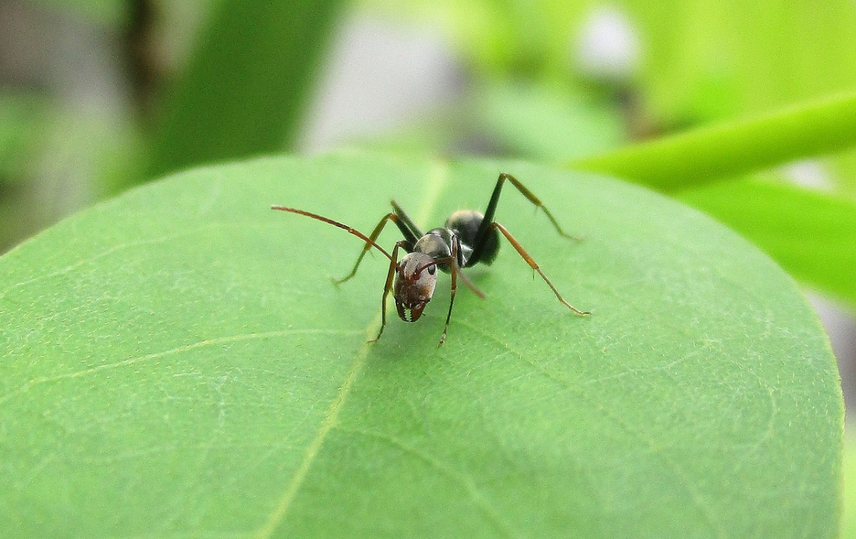 was hilft gegen ameisen im gemüsebeet schwarzes insekt auf blatt
