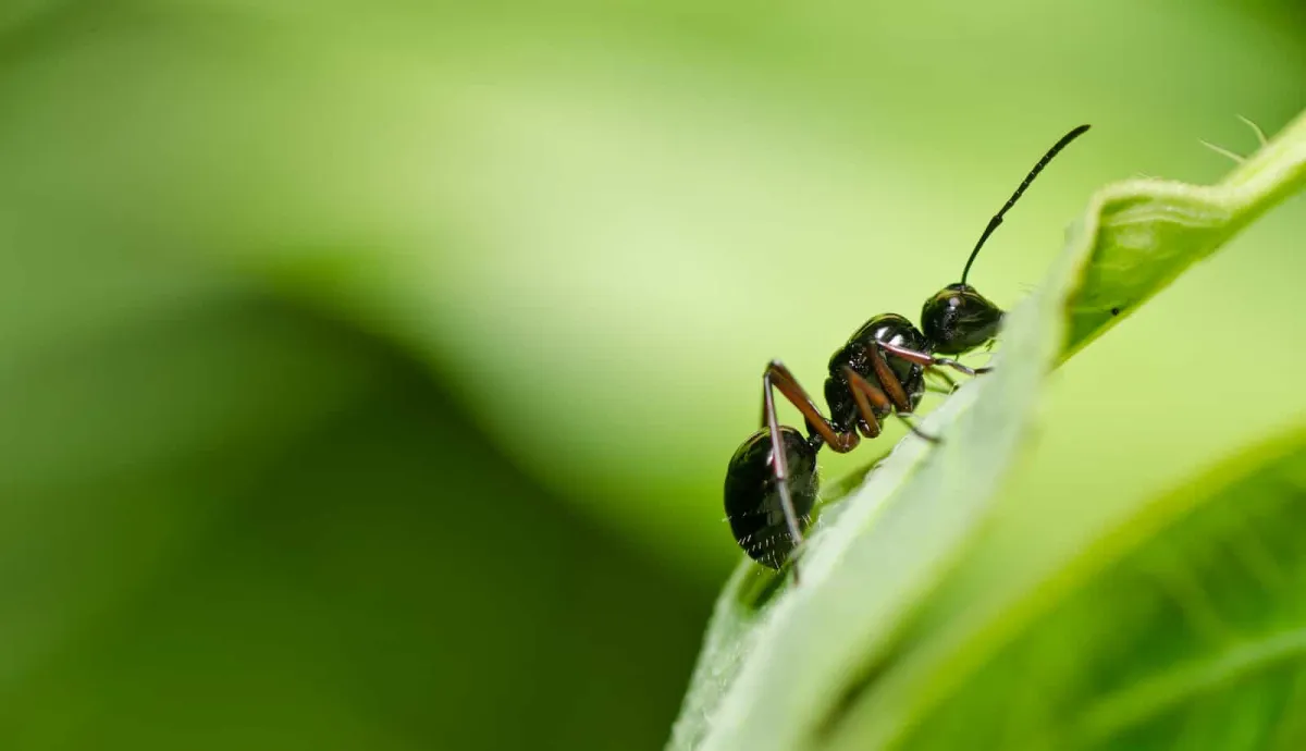 was hilft gegen ameisen im rasen liste mit hausmitteln