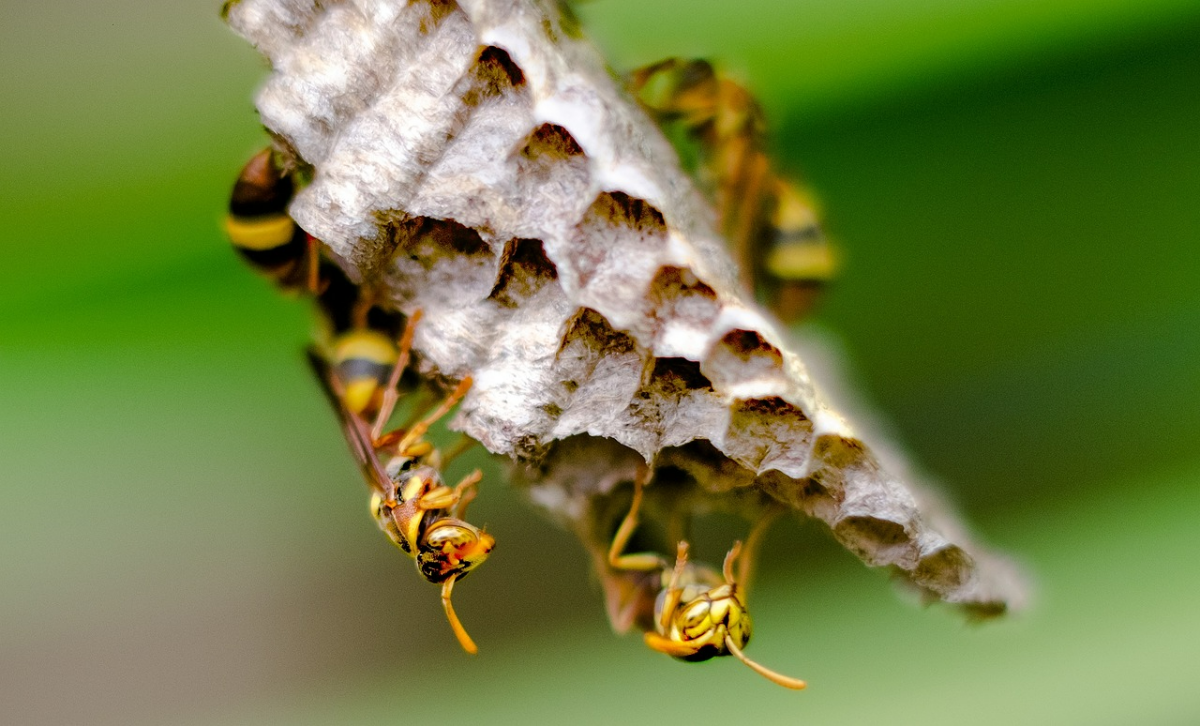 was hilft gegen vespen im garten wespennest entdecken