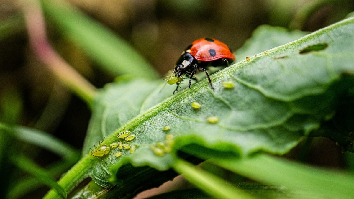 was kann man gegen blattlaeuse an erdbeeren tun