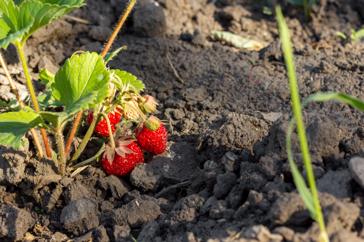 reife erdbeeren am boden erde pflanze 