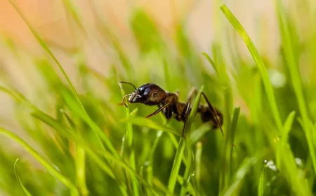 was tun gegen ameisen im rasen hausmittel verwenden statt insektiziden