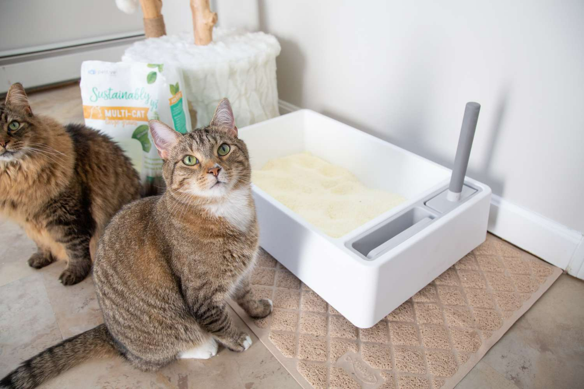 was tun gegen katzenklo geruch in der wohnung