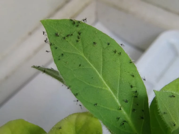 was tun gegen muecken in zimmerpflanzen blaetter trauermuecken