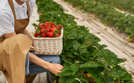 was tun mit erdbeeren nach der ernte mann der reife beeren erntet