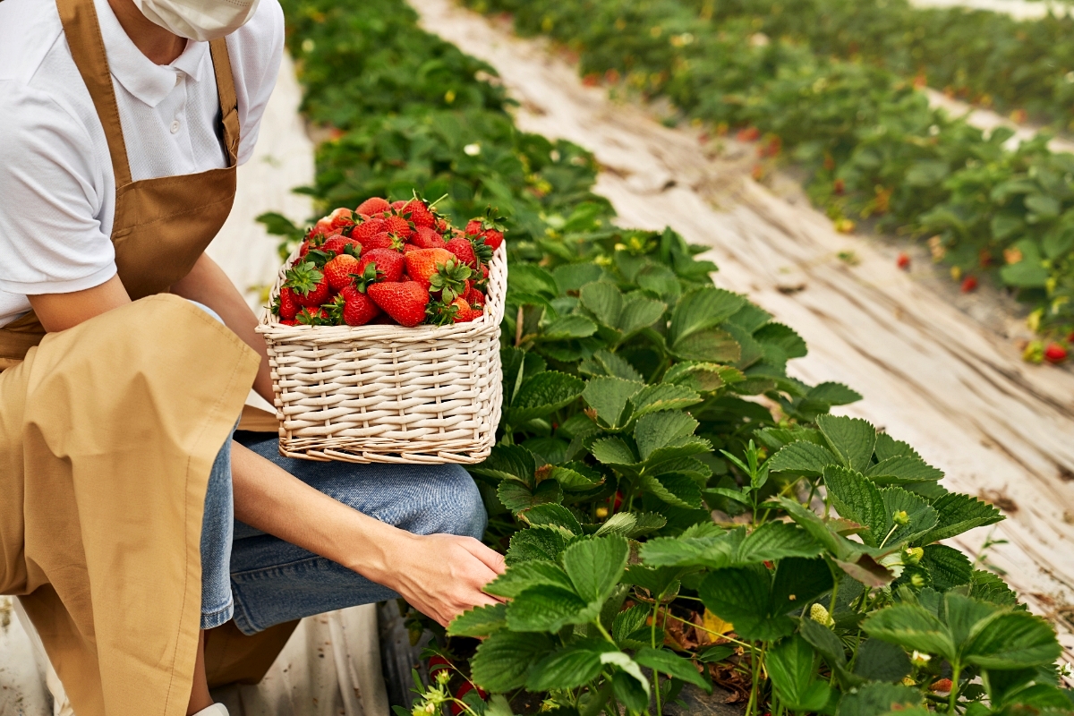 was tun mit erdbeeren nach der ernte mann der reife beeren erntet