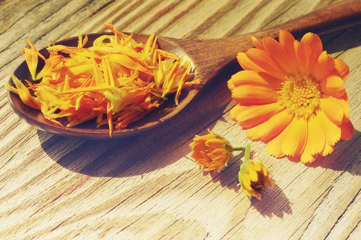 welche blumen kann man essen essbare blumen studentenblume orange trocknen