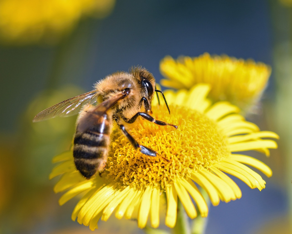 welche blumen sind bienenfreundlich pflanzen fuer bienen