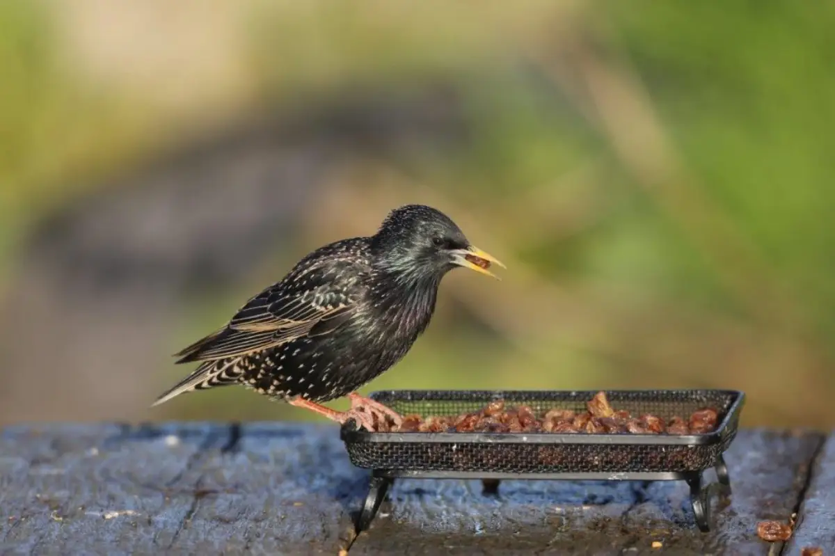 welche voegel fressen kirschen stare vertreiben aus kirschbaum stare auf futterstelle