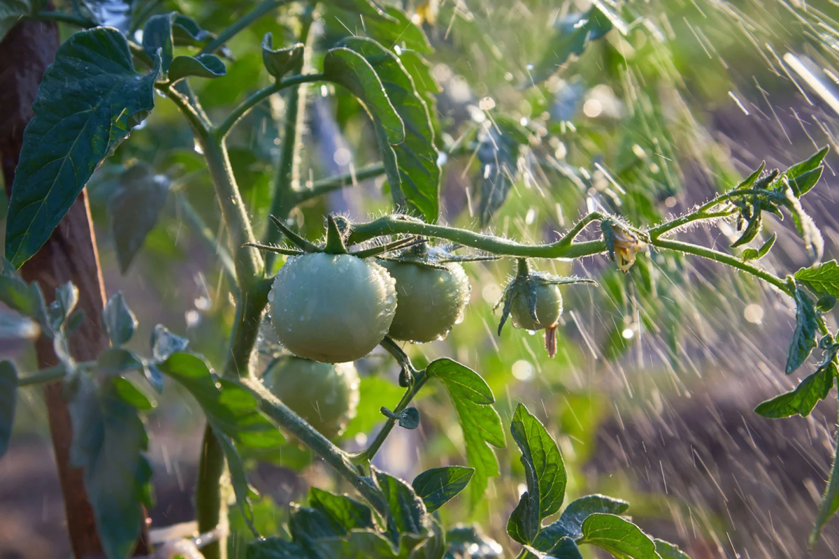 wetterschutz fuer tomaten im garten wertvolle tipps