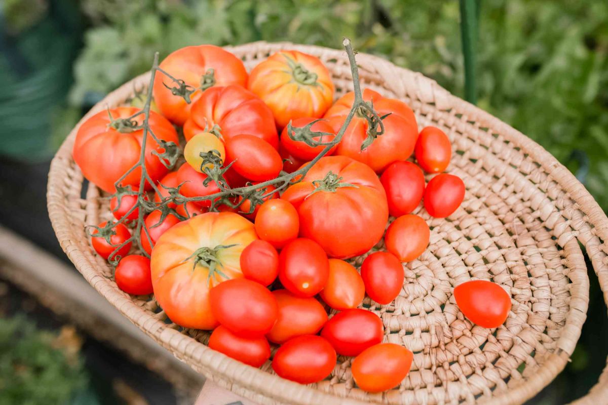 wetterschutz fuer tomatenpflanzen fuer reiche ernte ohne probleme