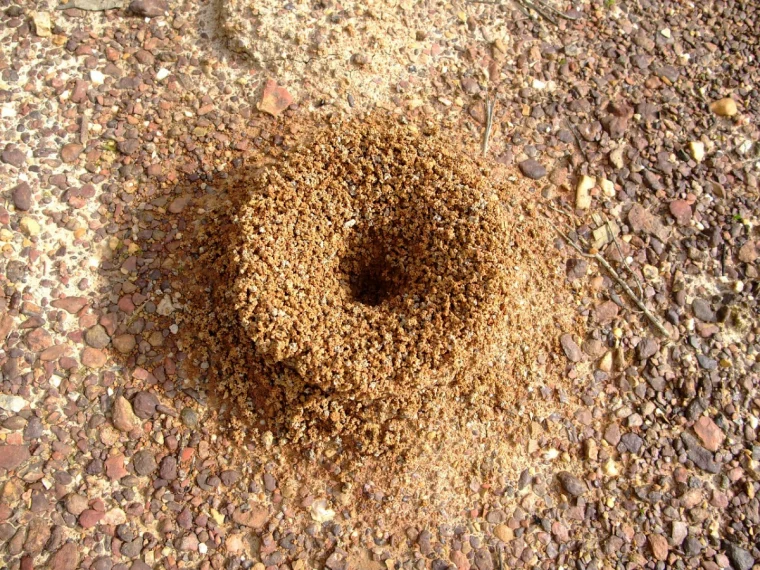 wie bekaempfe ich ameisen im gemüuesebeet ameisenhaufen