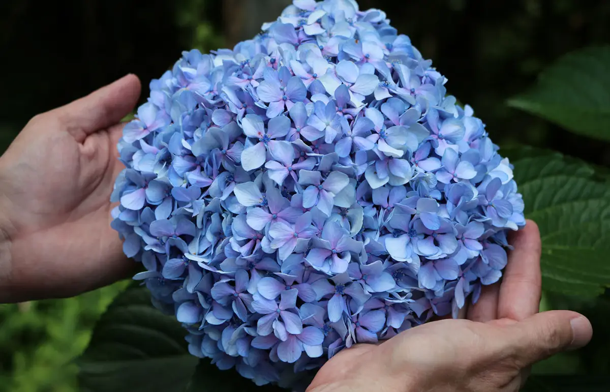 wie gedeihen hortensien am besten grosse hortensien bluete hellblau