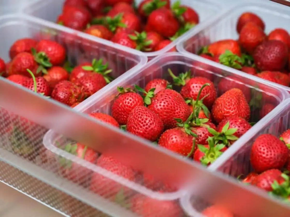 wie halte ich erdbeeren lange frisch sechs schachtel mit frischen erdbeeren haltbar machen