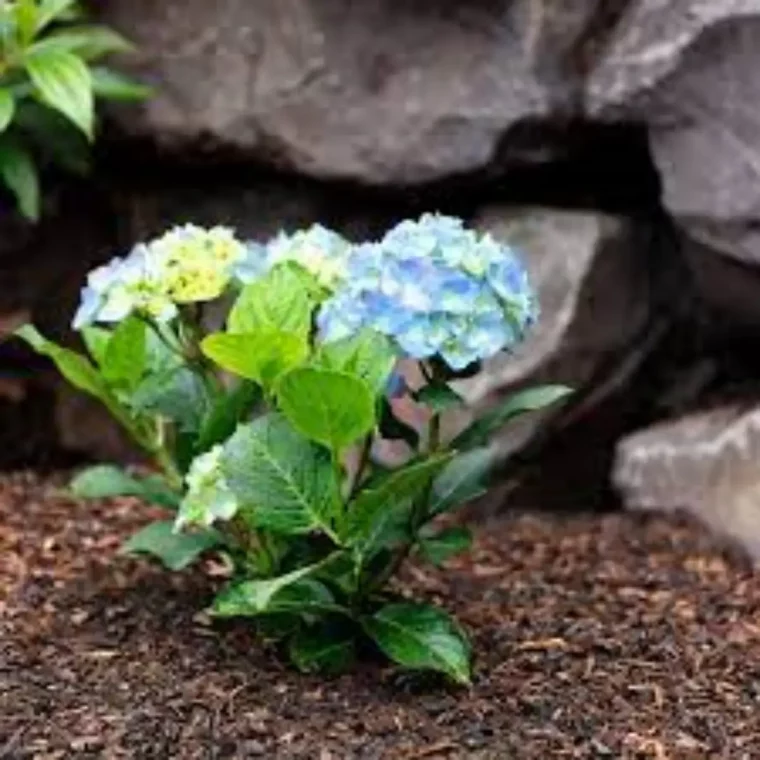 wie kommen hortensien wieder hortensien wieder zum blueten bringen kleine junge hortensie hellblau