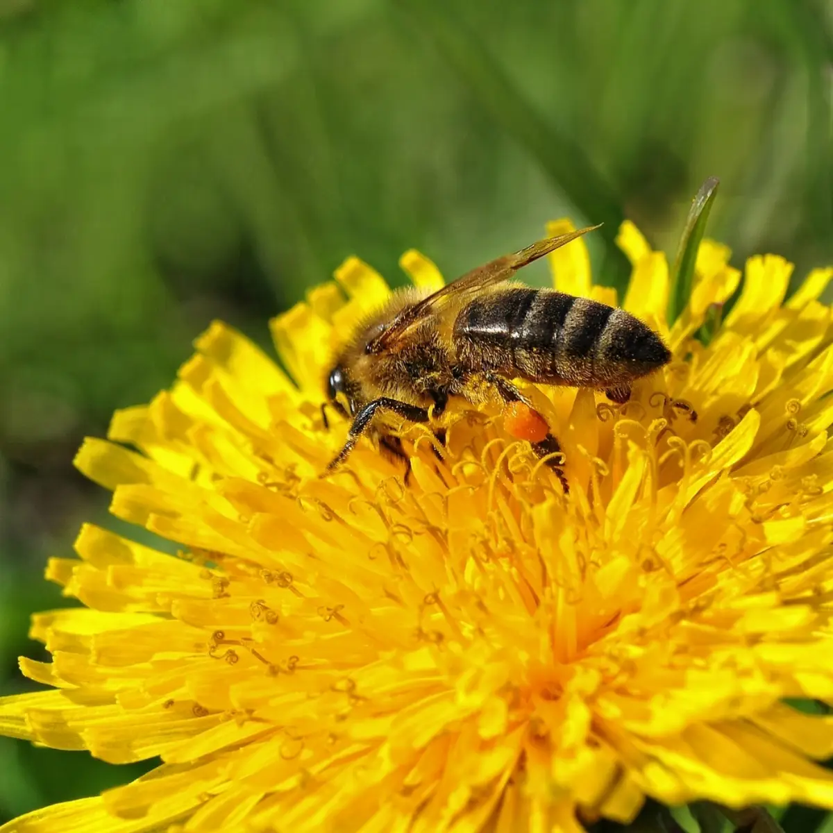 wie loewenzahn aus rasen entfernen biene auf bluehende loewezahn