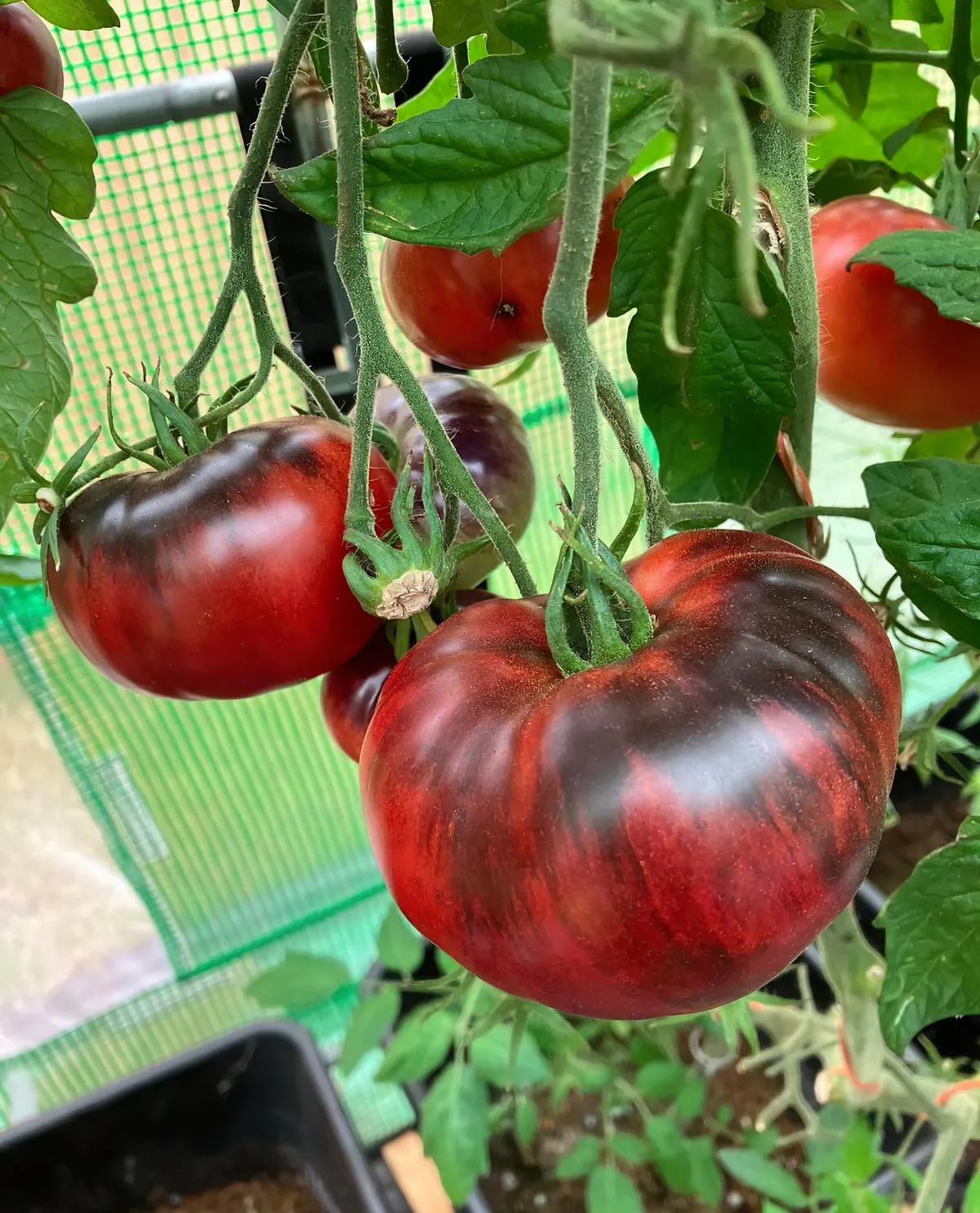 wie oft tomaten gießen für optimales wachstum