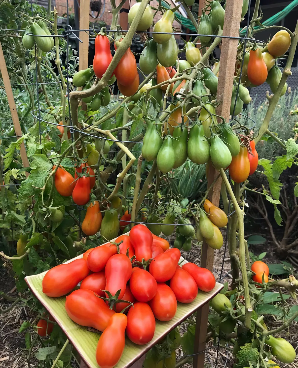 wie oft tomaten gießen während der fruchtphase