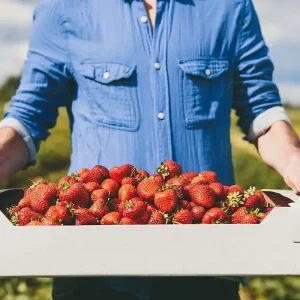 wie reift man erdbeeren nach