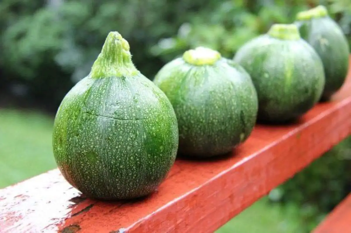 wie schneidet man eine runde zucchini reihe von vier runde zucchini gruen