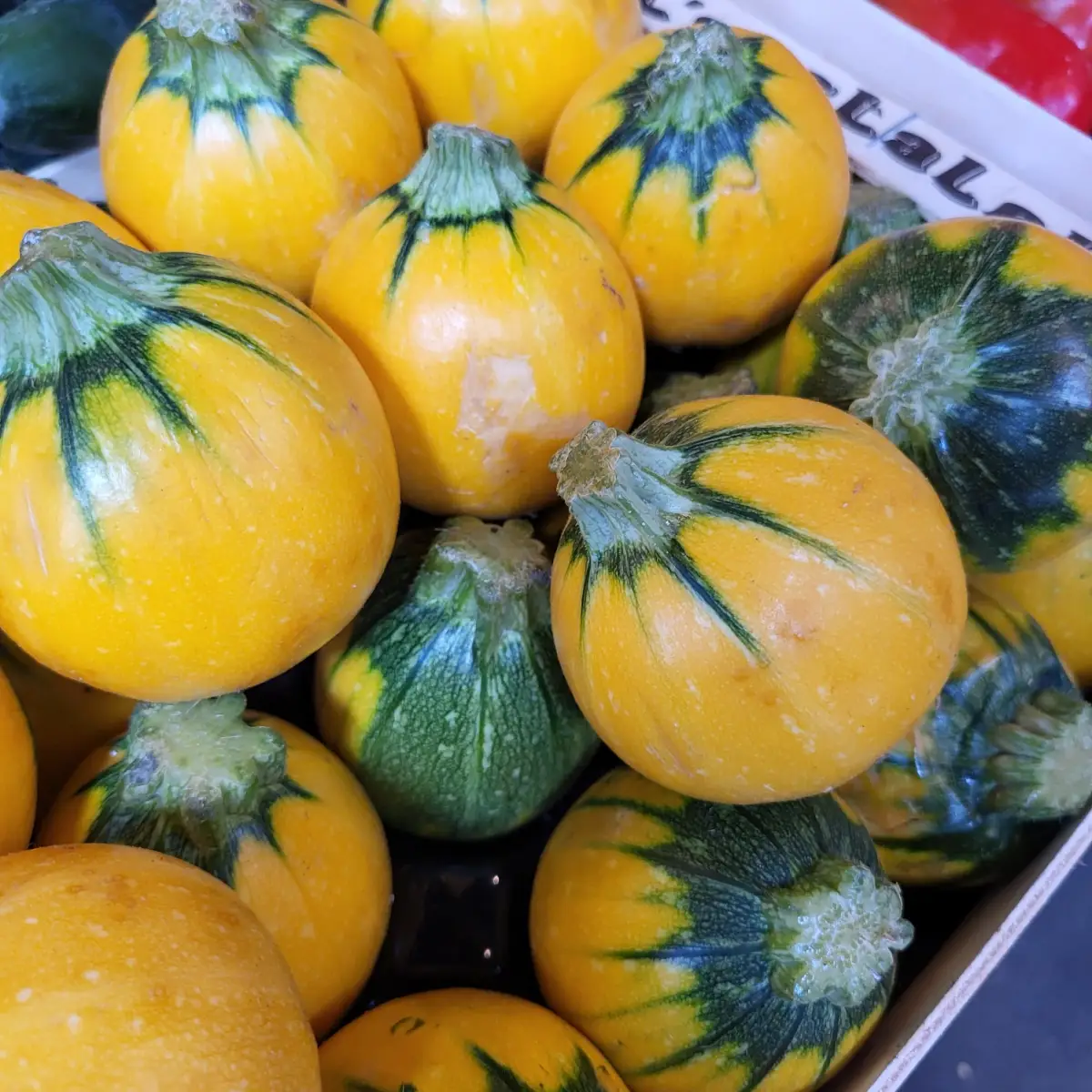 wie schneidet man runde gelbe zucchini schachtel mit runden reifen zucchini gelb