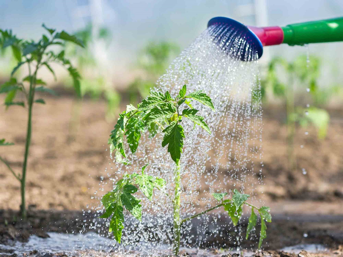 wie tomaten giessen gemuesegarten pflegen