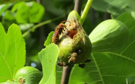 wir verraten die haeufigsten schaedlinge am obstbaum