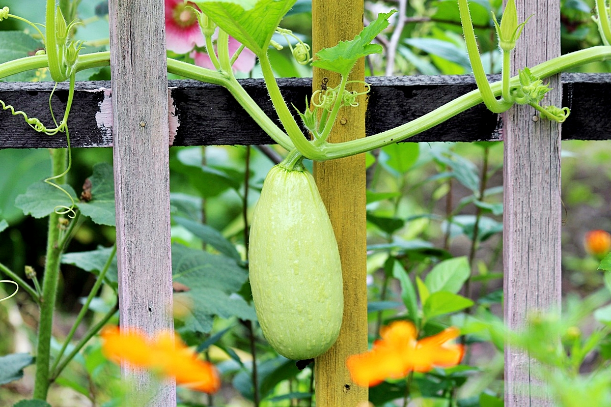 zucchini anbauen tipps fuer zucchinianbau