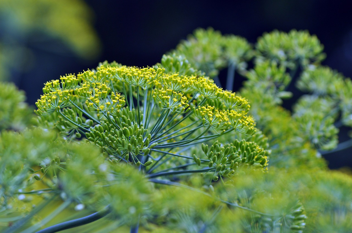 zucchini gute nachbarn kraeuuter dill