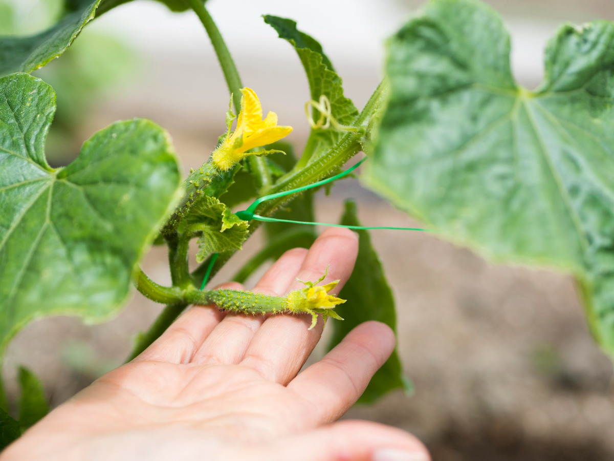 zucchini gute nachbarn zucchinipflanzen blueten