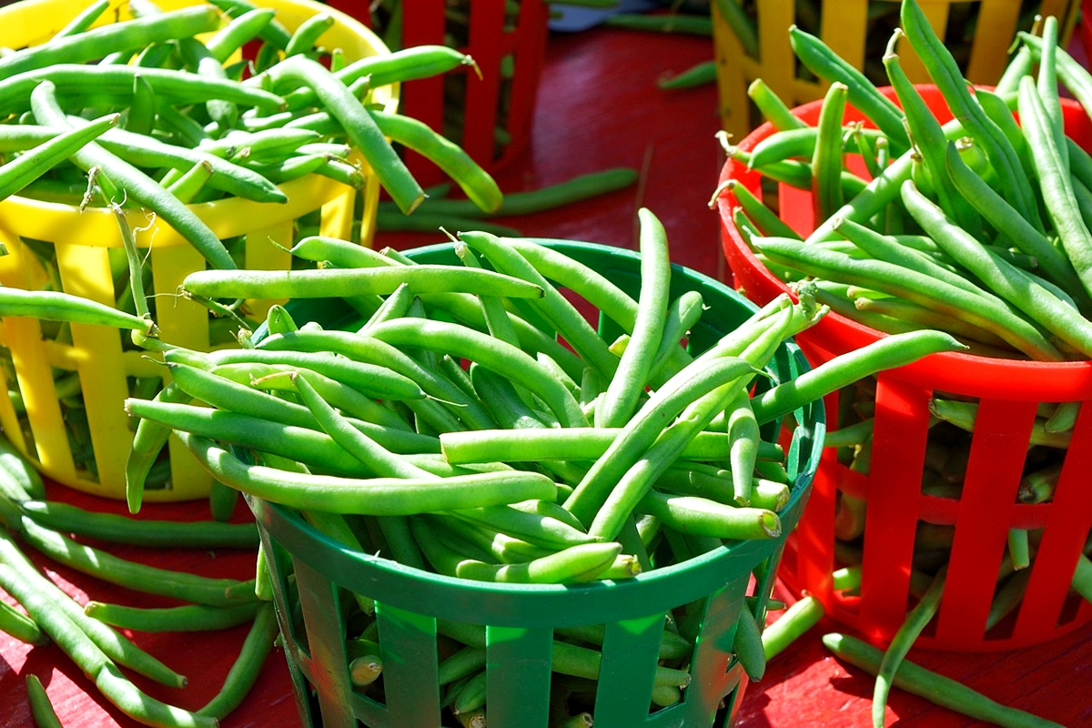 zucchini nachbarn im beet gruene bohnen anbauen
