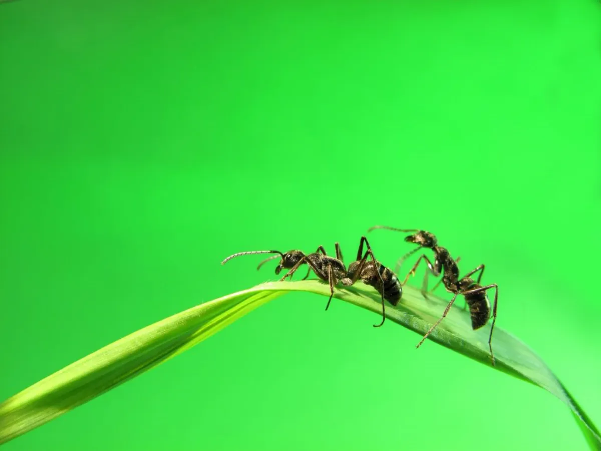 zwei ameisen auf blatt ameisen im rasen vertreiben
