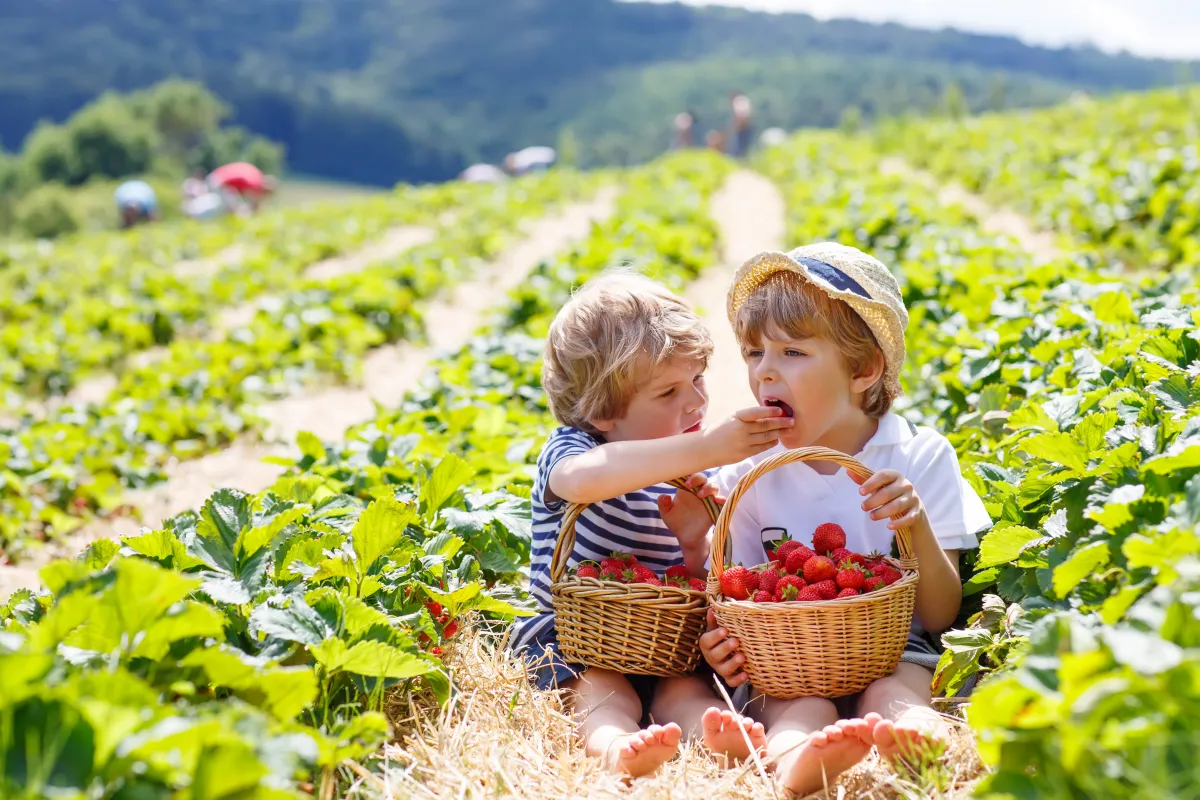 zwei jungen halten körber voll mit erdbeeren erdbeerfeld erdbeeren pflücken