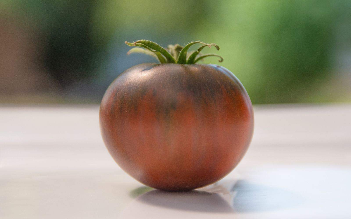 cherokee purple tomate auf weißem tisch