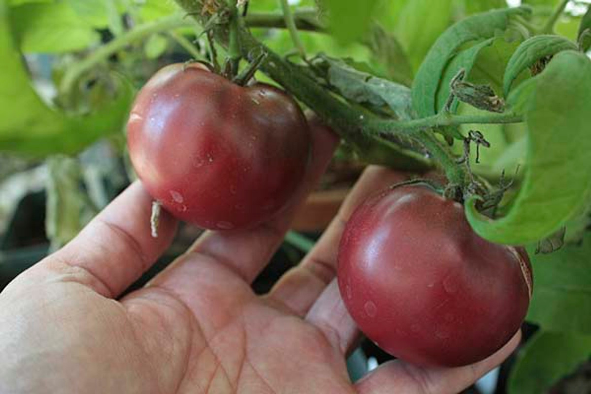 ernte der essfertigen cherokee purple tomate