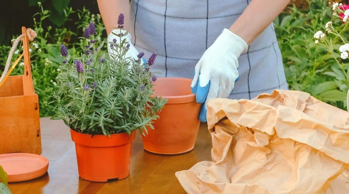 frau mit schürze und weißen handschuhen hält einen topf, um lavendel zu pflanzen