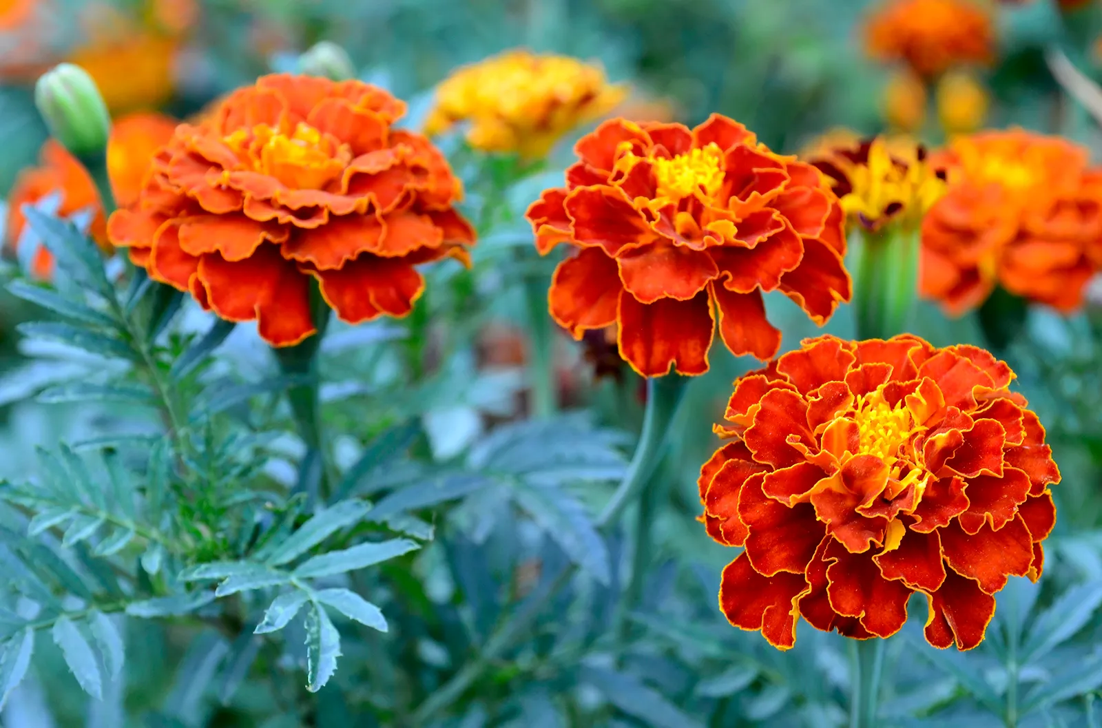 french marigold