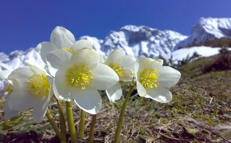 helleborus niger staengelgrundfaeule